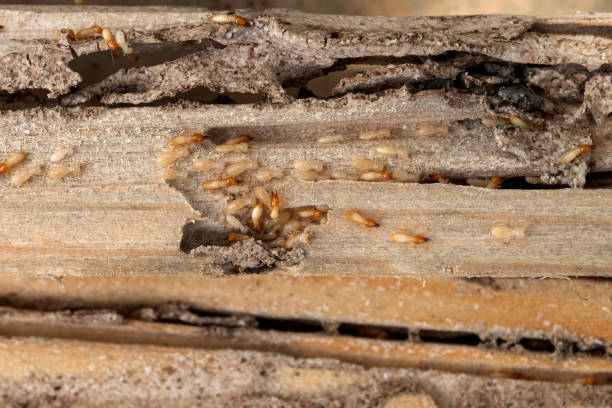 Pest Control Cost in Piermont, NY
